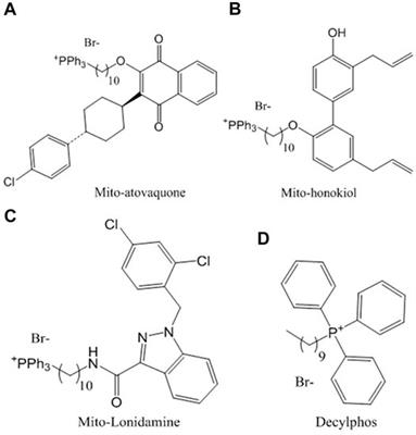 Frontiers In Vitro Effect Of Mitochondria Targeted